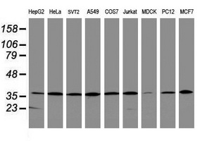 Western blot analysis of extracts (35ug) from 9 different cell lines by using anti-APEX1 monoclonal antibody (HepG2: human; HeLa: human; SVT2: mouse; A549: human; COS7: monkey; Jurkat: human; MDCK: canine; PC12: rat; MCF7: human)