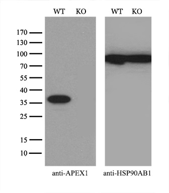 m00627 1 anti ape1 apex1 mouse monoclonal antibody clone id oti4d9 wb testing 3