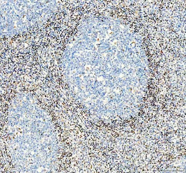  IHC analysis of APEX1 using anti-APEX1 antibody (M00627-3) 