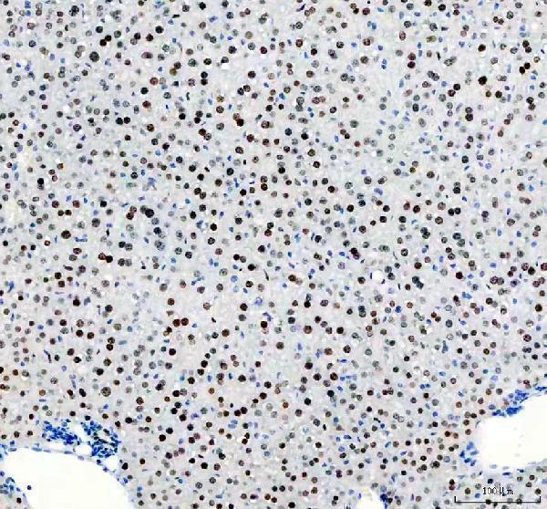 m00627 3 apex1 primary antibodies ihc testing 4
