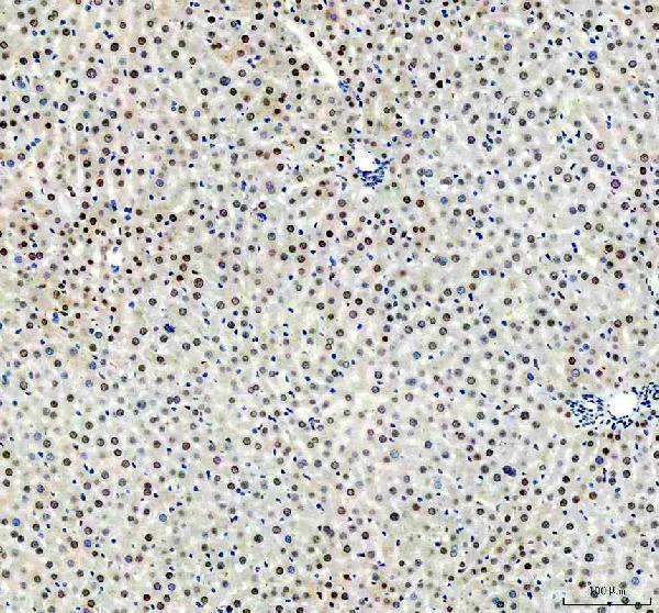 m00627 3 apex1 primary antibodies ihc testing 5