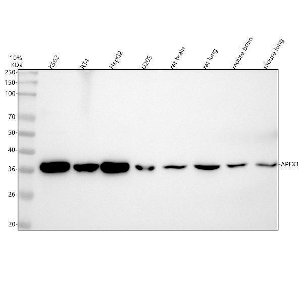  Western blot analysis of APEX1 using anti-APEX1 antibody (M00627-3)