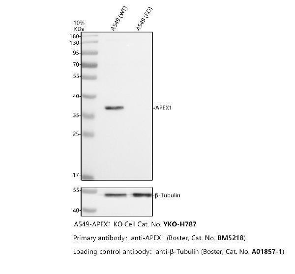 m00627 3 apex1 primary antibodies wb testing 2