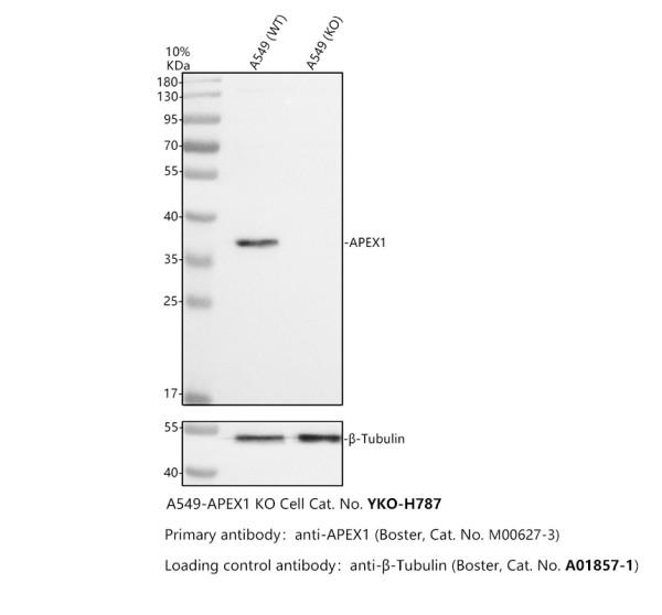 m00627 3 apex1 primary antibodies wb testing 2_1