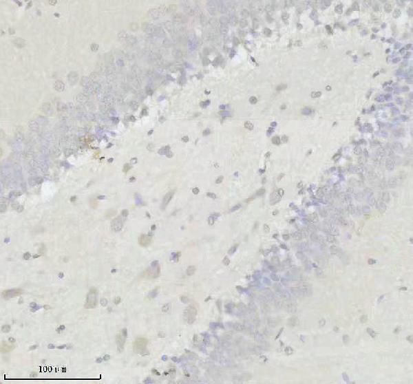 m00631 1 sumo1 primary antibodies ihc testing 3