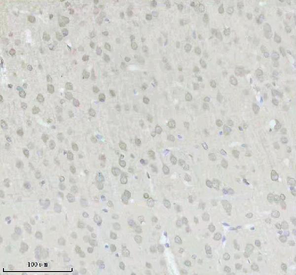m00631 1 sumo1 primary antibodies ihc testing 4