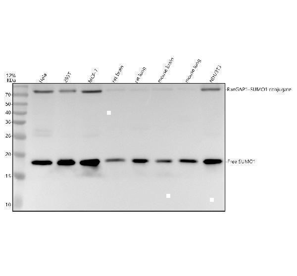 Western blot analysis of SUMO1 using anti-SUMO1 antibody (M00631-1)