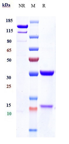 Anti-DKK1 Reference Antibody (BHQ880) on SDS-PAGE under reducing (R) condition