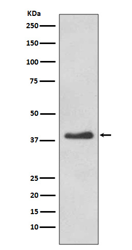 m00632 wb