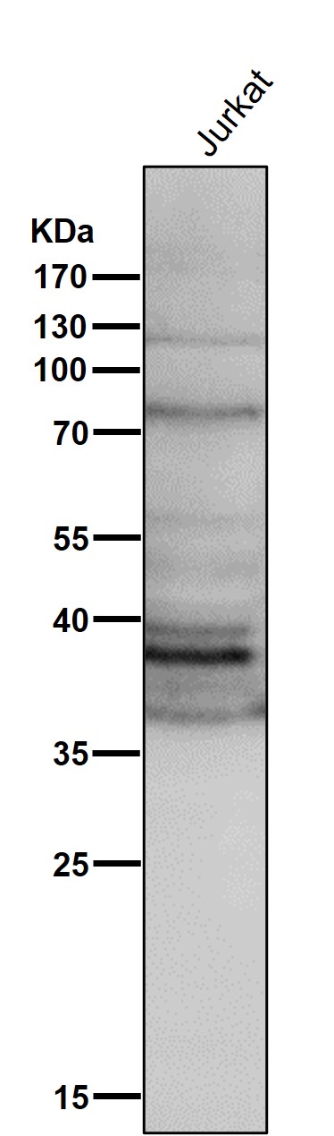 m00632 wb8