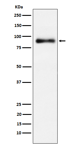 Western blot analysis of Lactoferrin expression in HeLa cell lysate
