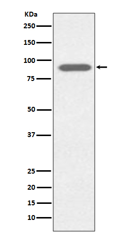 Western blot analysis of Lactoferrin expression in HeLa cell lysate