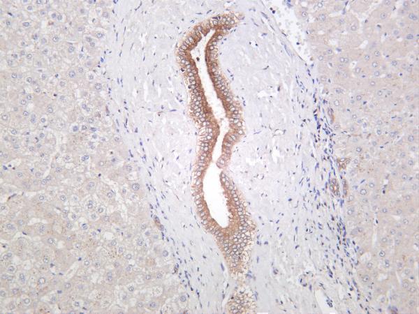 Human liver was stained with anti-Osteopontin rabbit antibody