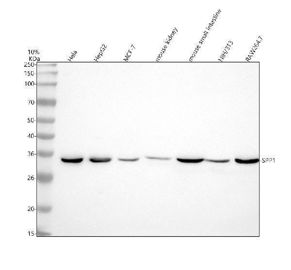  Western blot analysis of Osteopontin SPP1 using anti-Osteopontin SPP1 antibody (M00634)