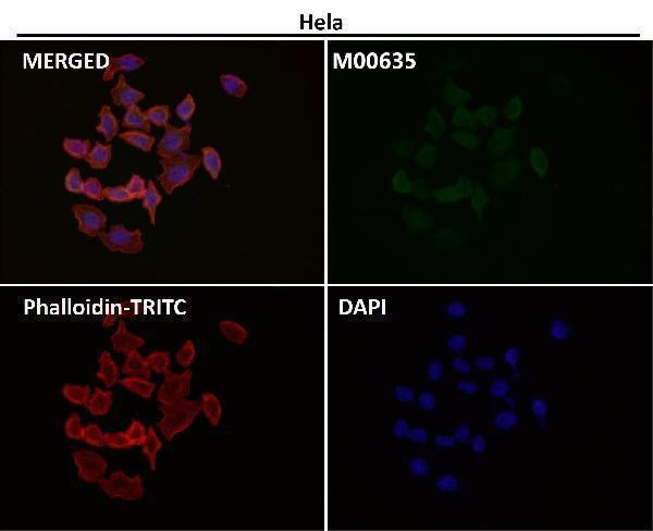 Immunofluorescent analysis using the Antibody at 1:150 dilution