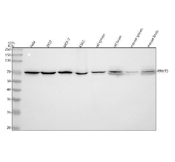  Western blot analysis of PRMT5 using anti-PRMT5 antibody (M00635)