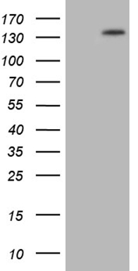 m00639 anti palb2 mouse monoclonal antibody clone id oti1e7 wb testing 1