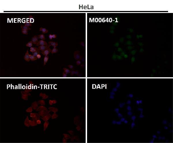Immunofluorescent analysis using the Antibody at 1:50 dilution