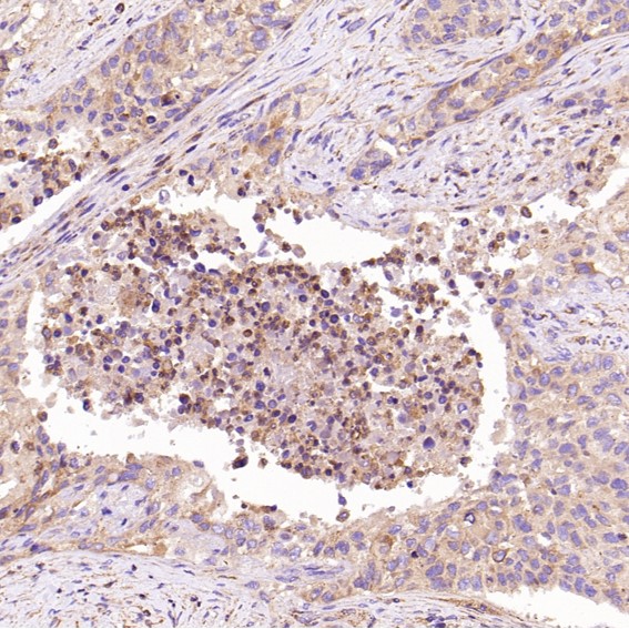 m00640 1 ihc9