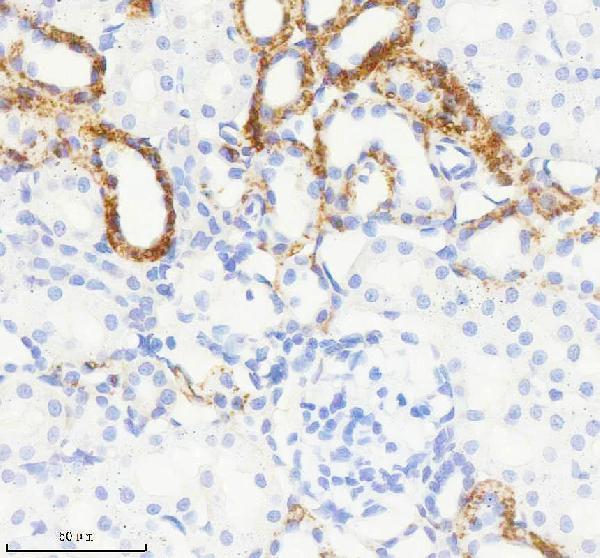 m00640 2 jag1 primary antibodies ihc testing 3
