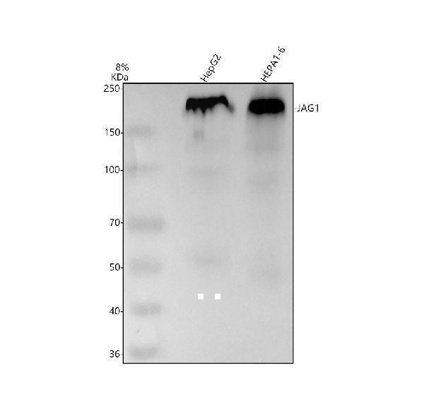 Western blot analysis of JAG1 using anti-JAG1 antibody (M00640-2)