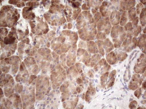 Immunohistochemical staining of paraffin-embedded Human pancreas tissue within the normal limits using anti-JAG1 mouse monoclonal antibody