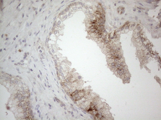 m00640 anti jagged1 jag1 mouse monoclonal antibody clone id oti3a10 ihc testing 5