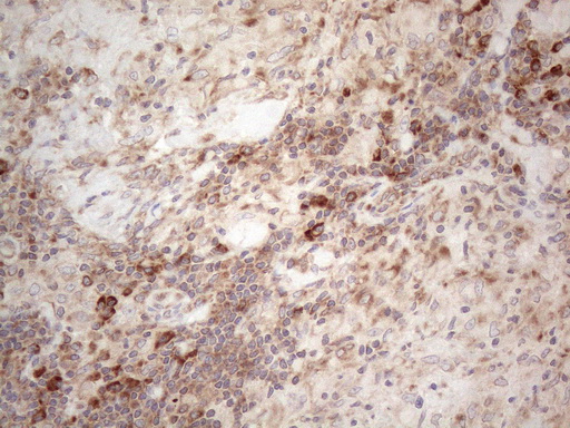 m00640 anti jagged1 jag1 mouse monoclonal antibody clone id oti3a10 ihc testing 6