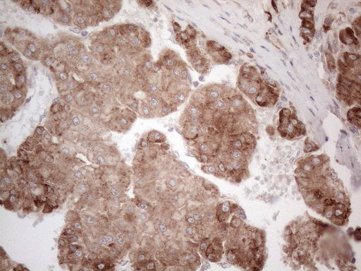 m00640 anti jagged1 jag1 mouse monoclonal antibody clone id oti3a10 ihc testing 8