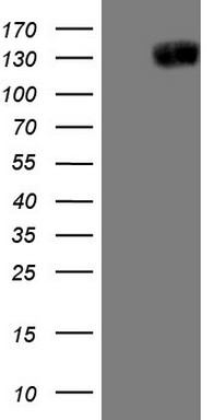 m00640 anti jagged1 jag1 mouse monoclonal antibody clone id oti3a10 wb testing 1
