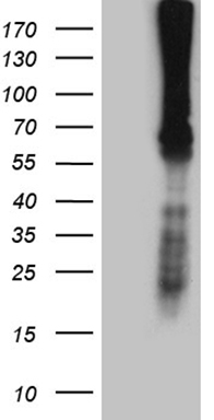 m00641 anti factor x f10 mouse monoclonal antibody clone id oti1d12 wb testing 1