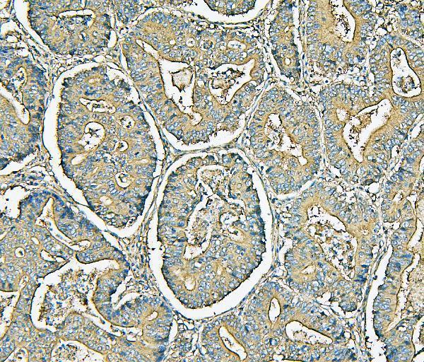 m00642 1 _mvp_ primary antibodies ihc testing 3