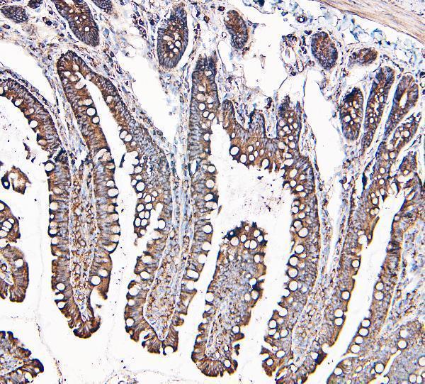 m00642 1 _mvp_ primary antibodies ihc testing 4