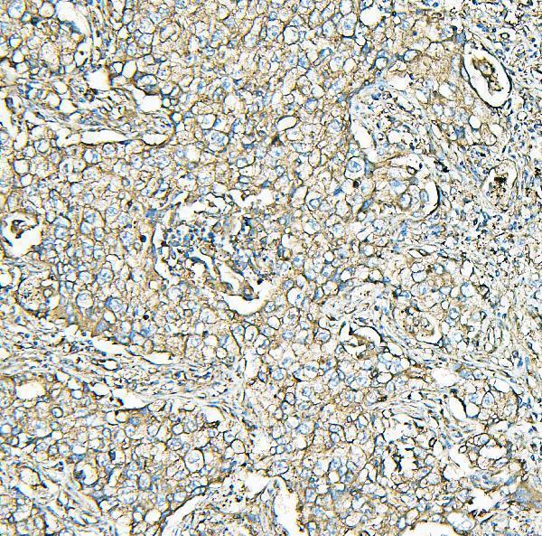 m00642 1 _mvp_ primary antibodies ihc testing 6