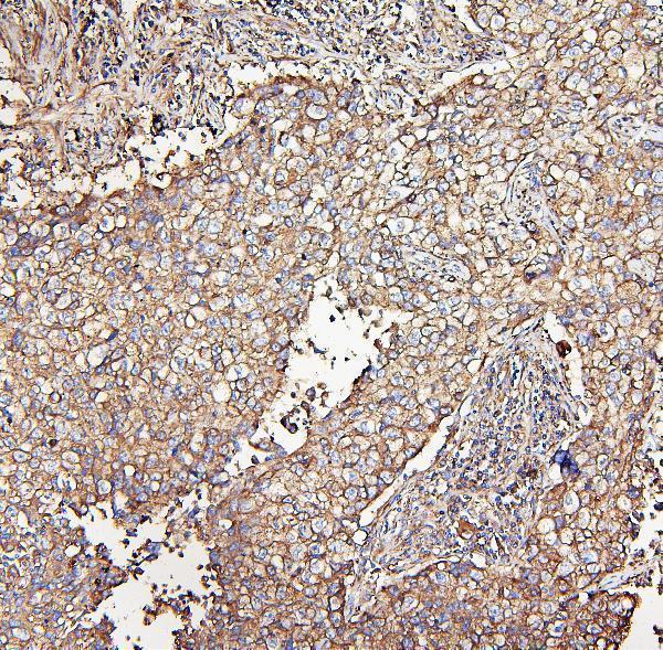 m00642 1 _mvp_ primary antibodies ihc testing 7