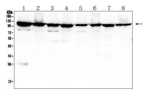  Western blot analysis of MVP using anti-MVP antibody (M00642-1)
