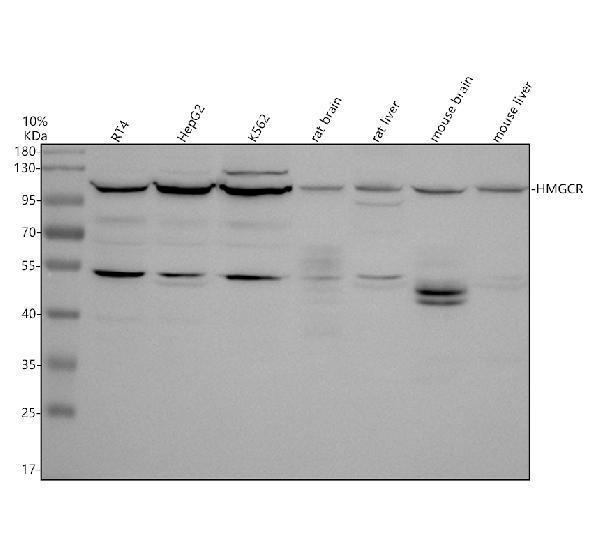 m00643 1 hmgcr primary antibodies wb testing 1