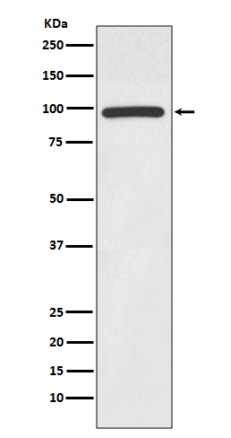 Western blot analysis of HMGCR expression in Jurkat cell lysate