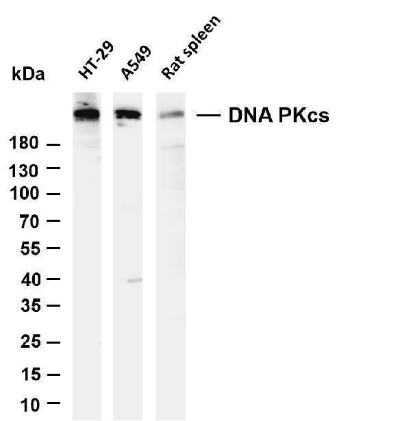 Various whole cell lysates were separated by 4-20% SDS-PAGE, and the membrane was blotted with anti-DNA PKcs antibody