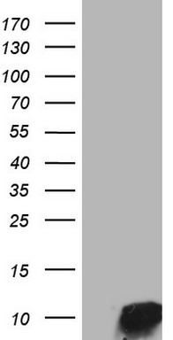 HEK293T cells were transfected with the pCMV6-ENTRY control (Left lane) or pCMV6-ENTRY NPY (Right lane) cDNA for 48 hrs and lysed