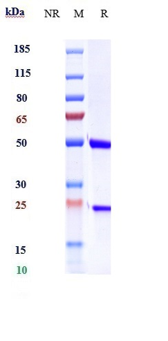 Anti-L-selectin Reference Antibody (Aselizumab) on SDS-PAGE under reducing (R) condition