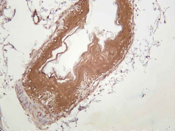Mouse stomach was stained with anti-PRKACA rabbit antibody