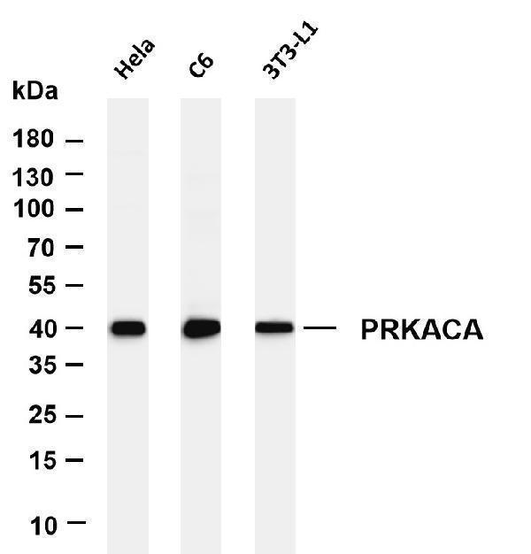 m00653 1 prkaca primary antibodies wb testing 1