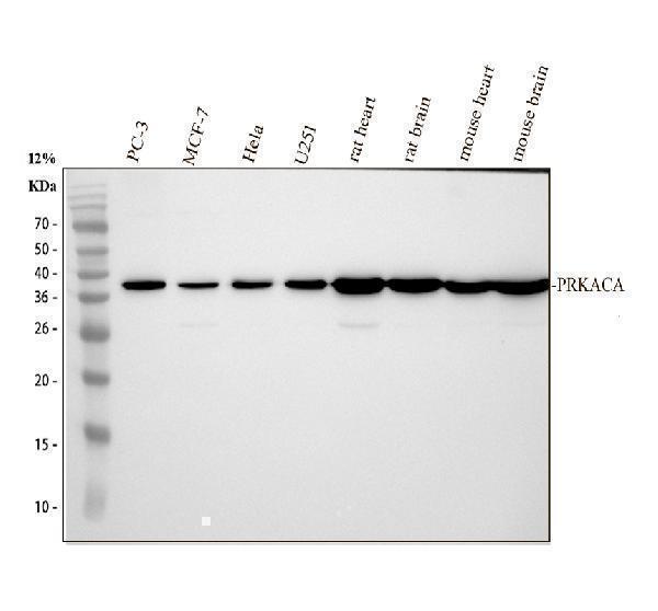 Western blot analysis of PRKACA using anti-PRKACA antibody (M00653-2)