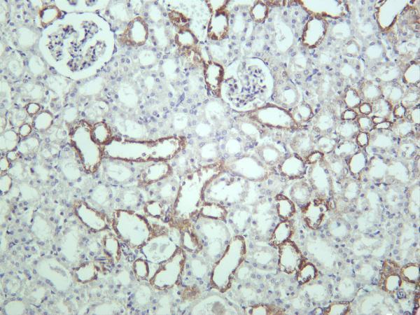 Rat kidney was stained with anti-ATF6A PT® Rabbit mAb
