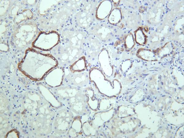 Human kidney was stained with anti-ATF6A PT® Rabbit mAb