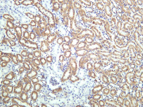 Mouse kidney was stained with anti-ATF6A PT® Rabbit mAb