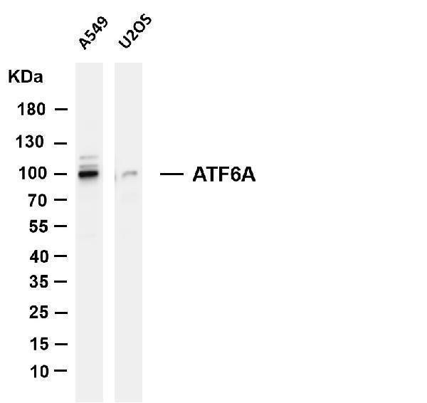 m00655 1 atf6 primary antibodies wb testing 1