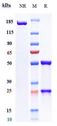 Anti-TIM-3/HAVCR2/CD366 Reference Antibody (cobolimab) on SDS-PAGE under reducing (R) condition