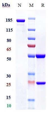 Anti-TIM-3/HAVCR2/CD366 Reference Antibody (sabatolimab) on SDS-PAGE under reducing (R) condition